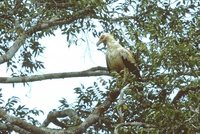 Palm-nut Vulture - Gypohierax angolensis