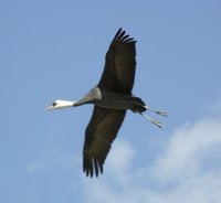 Hooded Crane - Grus monacha