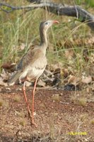 Red-legged Seriema - Cariama cristata