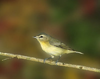 Philadelphia Vireo (Vireo philadelphicus) photo