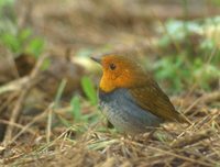 Japanese Robin (Erithacus akahige) photo