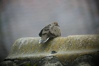 Eared Dove - Zenaida auriculata