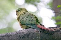 Austral Parakeet - Enicognathus ferrugineus