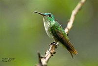 Andean Emerald - Agyrtria franciae