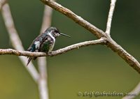 White-bellied Woodstar - Chaetocercus mulsant