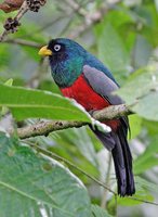 White-eyed Trogon - Trogon comptus