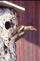 Eurasian Wryneck - Jynx torquilla