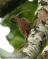 Red-billed Scythebill - Campylorhamphus trochilirostris