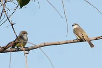 Chapada Flycatcher - Suiriri islerorum