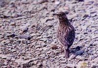 Long-billed Lark - Galerida magnirostris