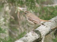 Hermit Thrush - Catharus guttatus