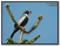 Ring Ouzel - Turdus torquatus