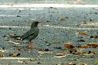 Red-legged Thrush - Turdus plumbeus