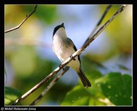 Biak Flycatcher - Myiagra atra