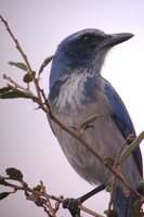 Florida Scrub-Jay - Aphelocoma coerulescens