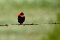 Red Bishop - Euplectes orix