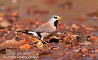 Long-tailed Finch - Poephila acuticauda