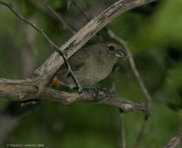 Greater Antillean Bullfinch - Loxigilla violacea