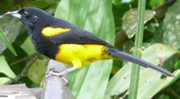 Black-cowled Oriole - Icterus prosthemelas