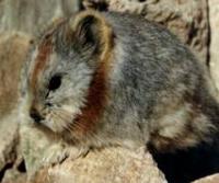 Ili Pika (Ochotona iliensis)