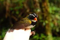 Orange-billed Sparrow (Arremon aurantiirostris), breeding male