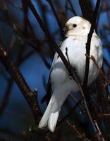 Snow Bunting April 06