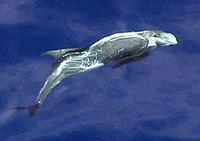 Risso's Dolphin