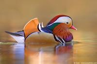 002269 - Aix galericulata (Mandarin Duck)