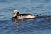 Kākaulis / Long-tailed Duck / Clangula hyemalis