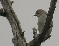 Amurstare Sturnus sturninus