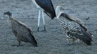 African White-backed Vulture p.54