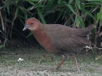 Ruddy-Breasted Crake