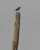 Woodchat Shrike (Lanius senator)