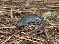 : Ambystoma barbouri; Streamside Salamander