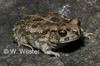 : Bufo poweri; Power's Toad