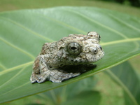 : Dendropsophus marmoratus