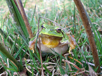 : Hyla arborea; Common Tree Frog