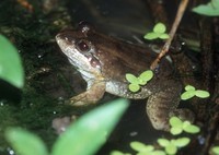 : Leptodactylus melanonotus