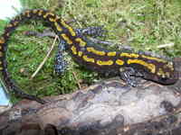 : Mertensiella caucasica; Caucasian Salamander