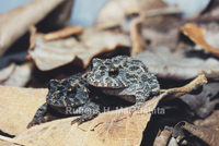 : Odontophrynus salvatori