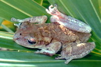 : Osteopilus septentrionalis; Cuban Treefrog