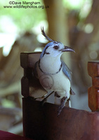 : Calocitta formosa; White-throated Magpie-jay