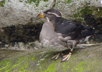 : Cerorhinca moncerata; Rhinocerus Auklet