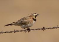 : Eremophila alpestris; Horned Lark