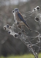 : Falco sparverius; American Kestrel