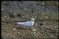 : Pagophila eburnea; Ivory Gull