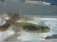 : Eucyclogobius newberryi; Tidewater Goby