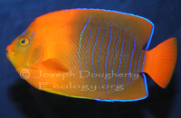 : Holacanthus clarionensis; Clarion Angelfish