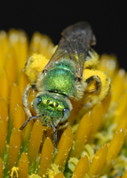 : Agapostemon sp.; Metallic Green Sweat Bee