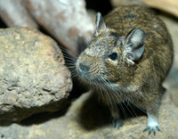 : Octodon degus; Degu